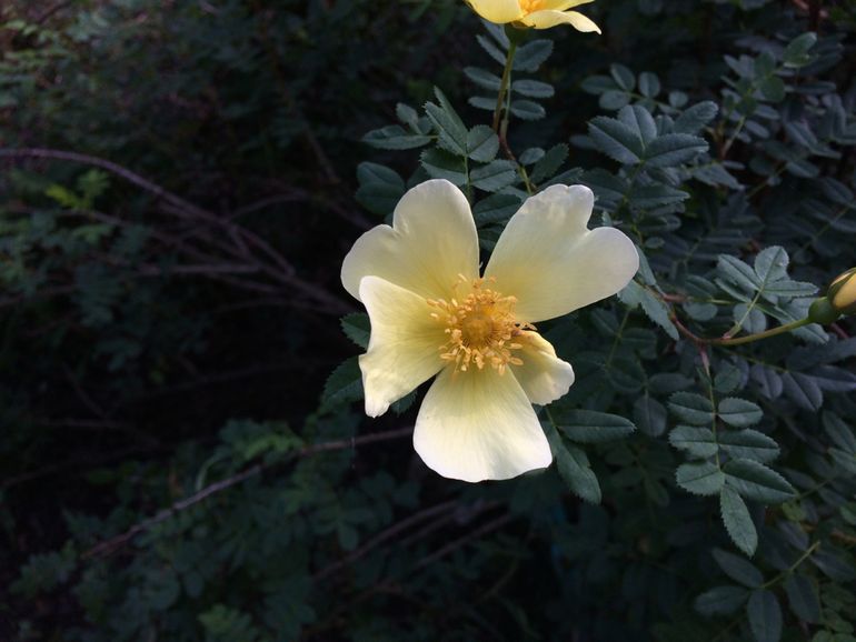 Bloeiende duinroos in botanische tuin Belmonte op 23 augustus 2017