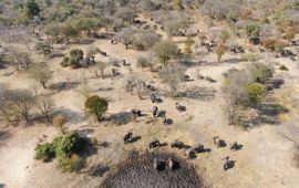 Kudde olifanten in Sioma Ngwezi NP in Zambia