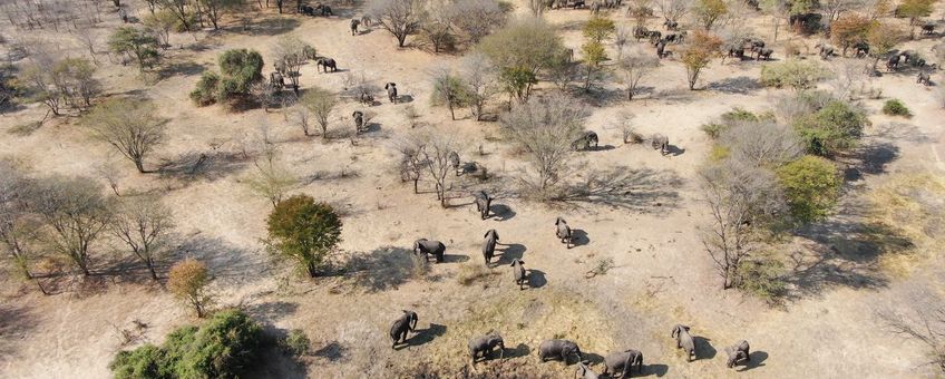 Kudde olifanten in Sioma Ngwezi NP in Zambia