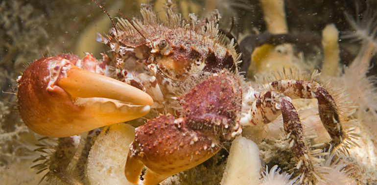 Het Ruigkrabbetje is gevoelig voor koude winters, maar heeft de afgelopen winter in de Oosterschelde goed overleefd