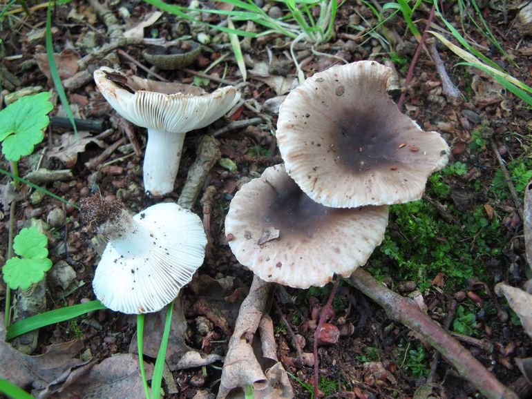 Scherpe kamrussula's