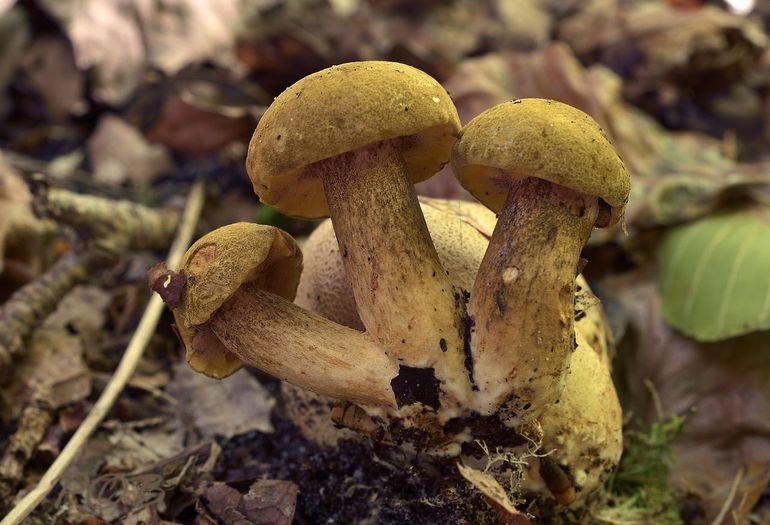 Kostgangerboleten verschijnen aan de onderkant van de Gele aardappelbovist