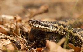 Adder