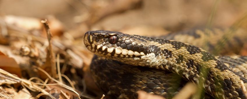 Adder