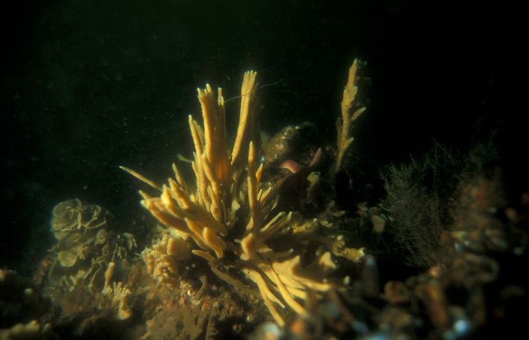 Een warrig gewei, of reikende handjes van zeemeerminnen?