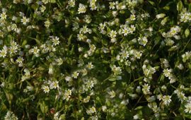 Jan van der Straaten Vroegeling Saxifraga