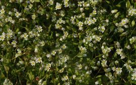 Vroegeling Saxifraga