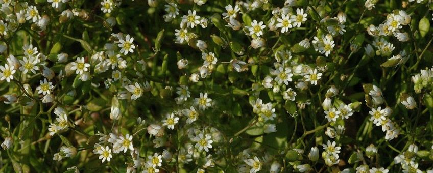 Vroegeling Saxifraga