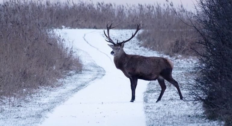 In de winter hebben edelherten een grijzige vacht