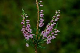 Saxifraga-Jan van der Straaten Calluna vulgaris, Struikhei, common heather