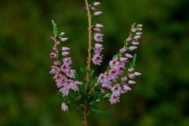 Calluna vulgaris, Struikhei, common heather