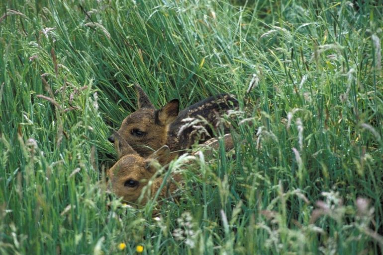 Jonge reeën verstoppen zich in het hoge riet en vertrouwen geheel op hun camouflage