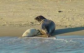 Rust is van levensbelang voor jonge zeehonden