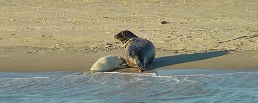 Rust is van levensbelang voor jonge zeehonden