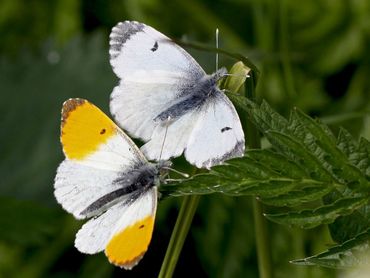 Vrouwtjes missen het oranje en lijken wel op koolwitjes