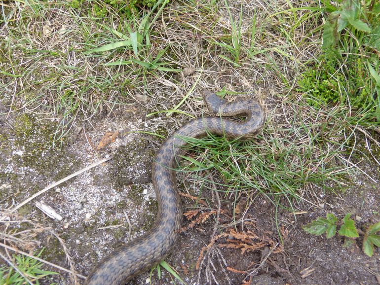Op 28 juli 2017 was het zover, de allereerste waarneming van een gladde slang op de Doorwerthsche Heide