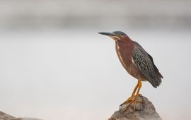 Rostislav Stach Green Heron