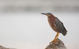 Green Heron