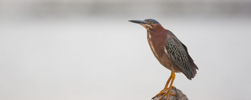 Green Heron