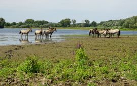 Konikpaarden langs de Grensmaas VOOR EENMALIG GEBRUIK