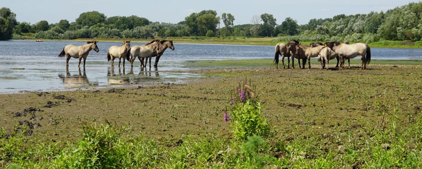 Konikpaarden langs de Grensmaas VOOR EENMALIG GEBRUIK