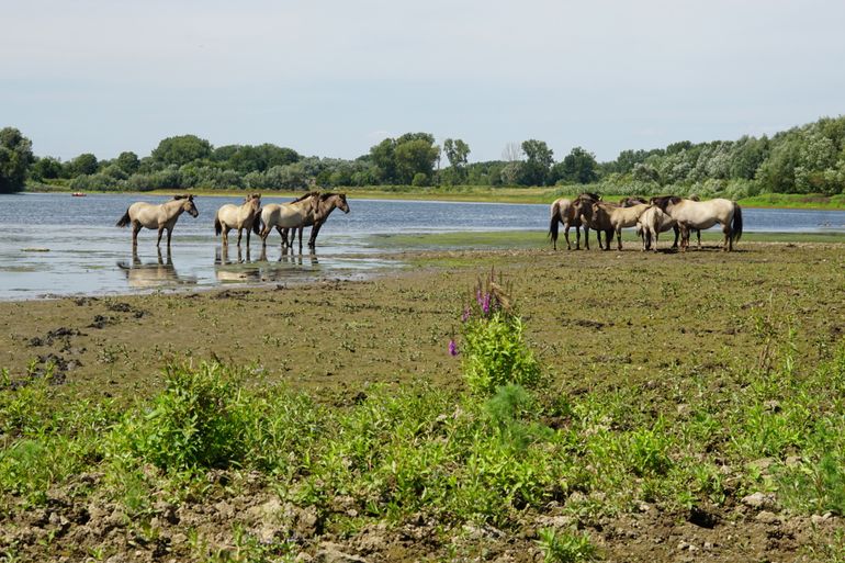 Konikpaarden langs de Grensmaas