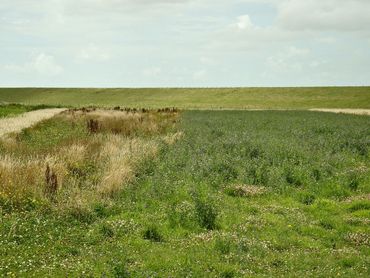 Vogelakker  Hippolytushoef