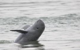 Irradwaddy rivierdolfijn in de Mekong - Cambodja