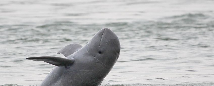 Irradwaddy rivierdolfijn in de Mekong - Cambodja