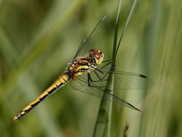 Een jong vrouwtje van de zwarte heidelibel met de brede zwarte rand langs het achterlijf en de band met drie gele vlekjes op het borststuk