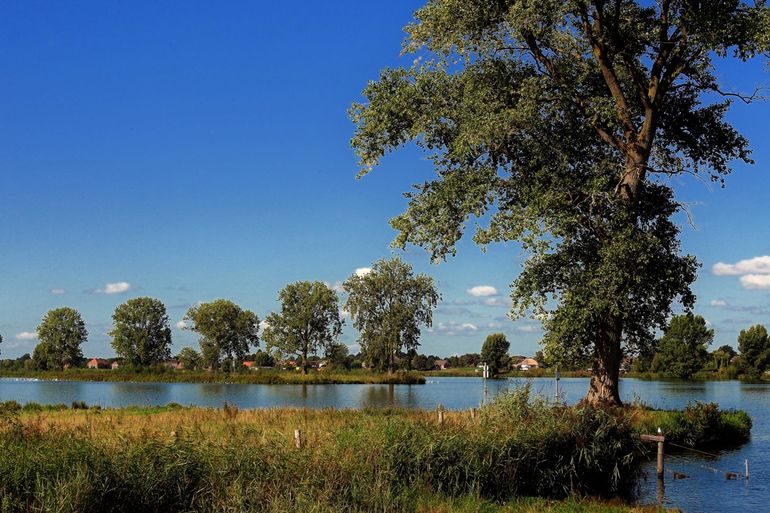 Oude bakenbomen 