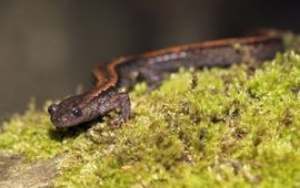Jelger Herder goudstreepsalamander