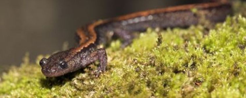 goudstreepsalamander