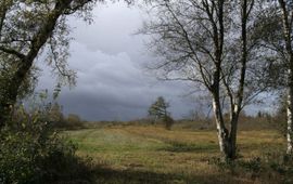 Bovenveengrasland aan de rand van hoogveengebied het Bargerveen