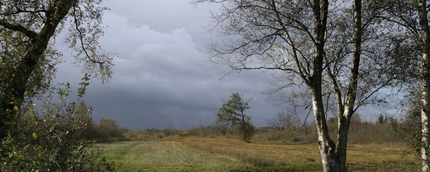 Bovenveengrasland aan de rand van hoogveengebied het Bargerveen