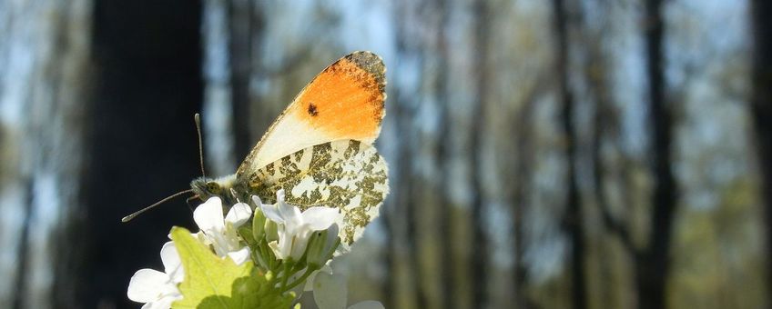 oranjetipje primiar