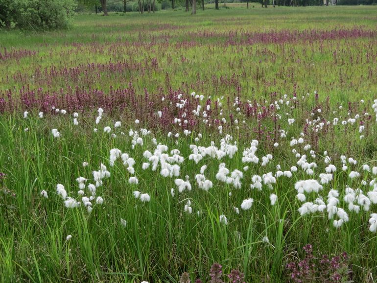 Veenpluis en Moeraskartelblad