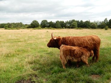 Schotse hooglanders bij Gasselte