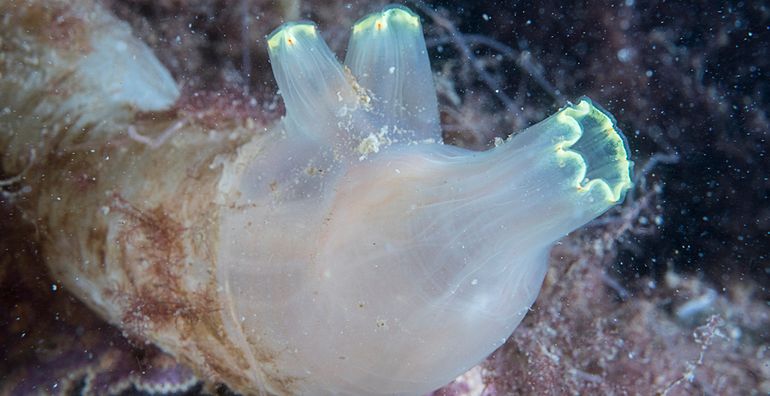 De Doorschijnende zakpijp met een uitzonderlijke anatomische afwijking: twee anussen in plaats van één