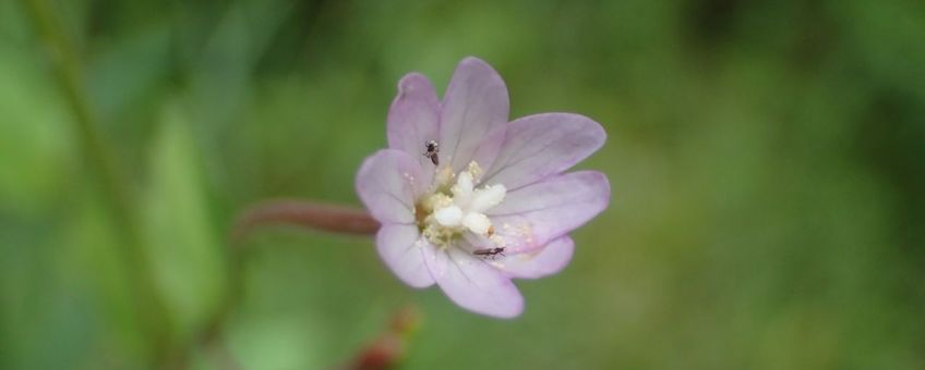 Bergbasterdwederik