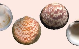 PICTAN; Gab Mulder Marmerschelpen