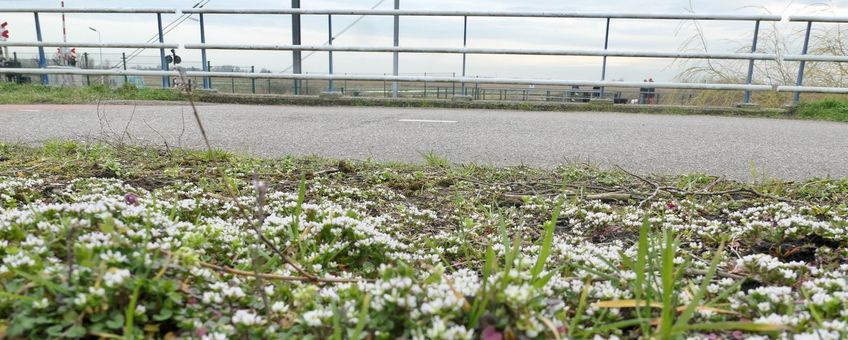 Deens lepelblad langs de provinciale weg