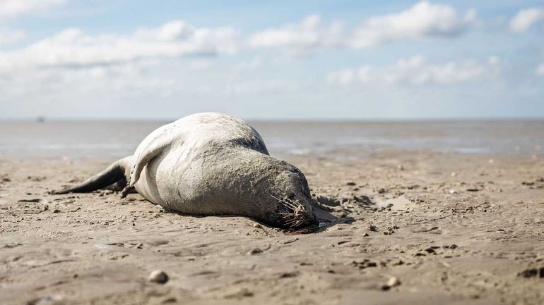 Jaap Kloosterhuis: “Deze zeehond ligt hier blijkbaar nog niet zo lang”