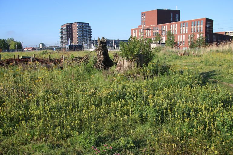 Een bloemrijke idylle pal naast station Pijnacker-Zuid