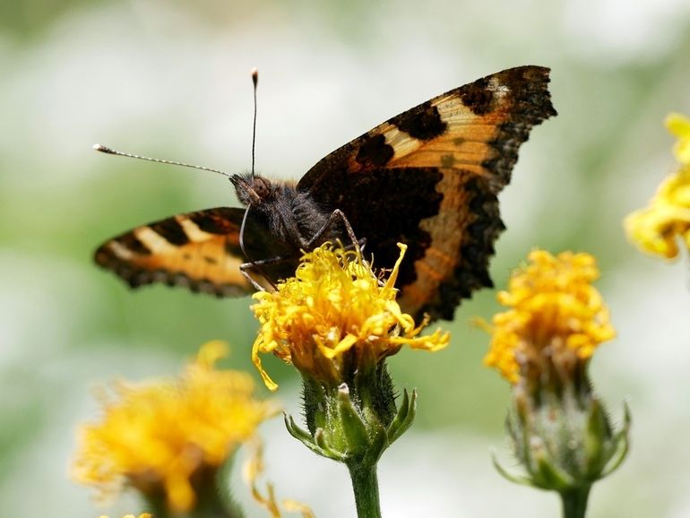 Small Tortoiseshell, mobile enough to move north but already struggling with the dry summers in the Netherlands