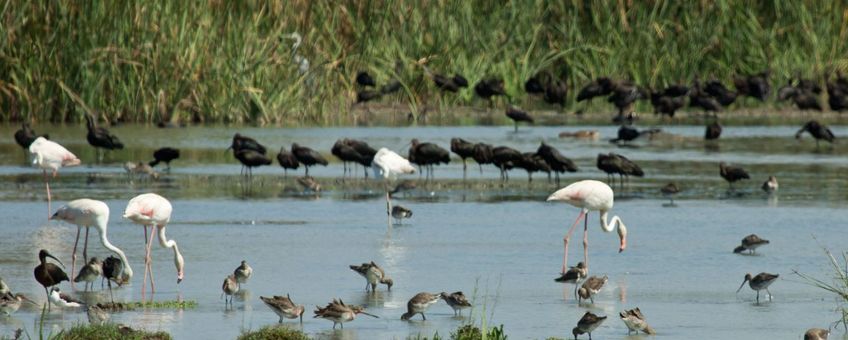 watervogels in Marokko