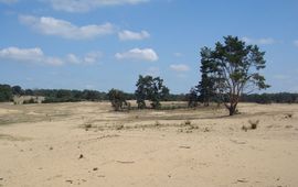 Wieger Wamelink Bodem zandverstuiving