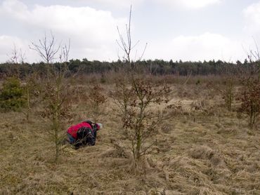 Voor de eitjes van de eikenpage moet je in boomkruinen zoeken, maar voor de bruine eikenpage moet je diep door de knieen op jonge lage eikjes zoeken