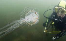 Peter H. van Bragt Kompaskwal met sportduiker in Oosterschelde (2008)