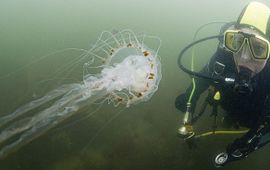 Kompaskwal met sportduiker in Oosterschelde (2008)